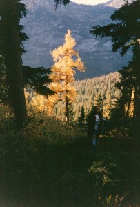 Les and the glowing tree