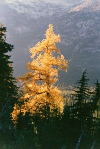 Golden tree