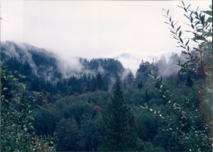 Mist in the trees