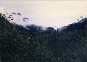 Mist in the trees