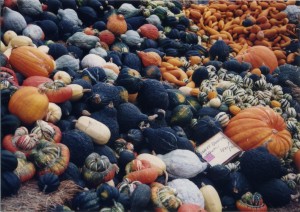 More pumpkins and squash