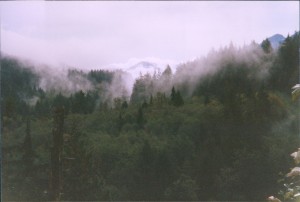 Mist in the trees