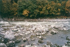 Stream and trees