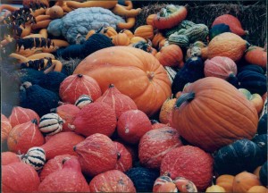 Pumpkins and squash