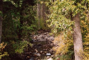 Forest stream