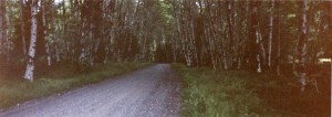 forest_pano