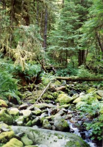 Hoh rain forest