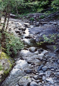 Forest stream