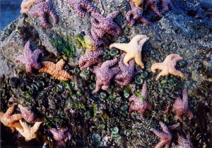 Starfish