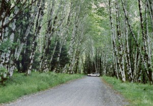 Volvo in the forest