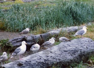 Whidbey Island