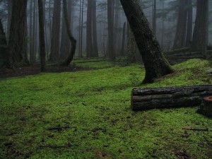 Very green forest floor