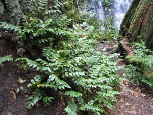 Plant by the waterfall