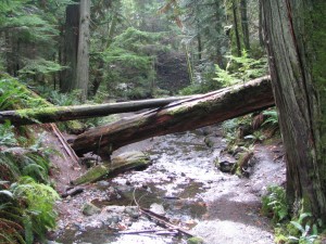 Fallen trees