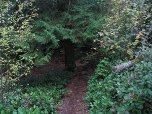 Forest path