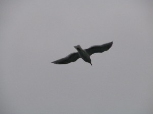 Seagull