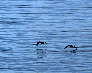 Birds in flight