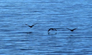 Sea birds