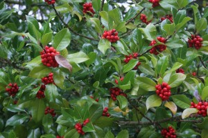 Red berries