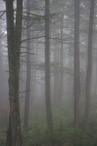 Misty trees