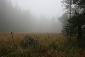 Misty meadow