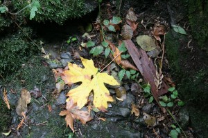 Autumn leaf