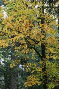 Yellow leaves