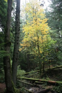 Yellow leaves