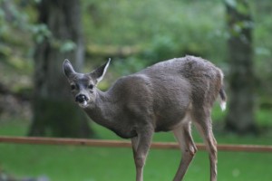 Orcas Island resident