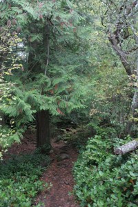 Forest path