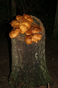 Mushrooms