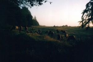 Elk after sunset