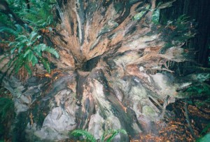 Redwood roots