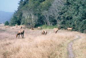 Elk at sunset