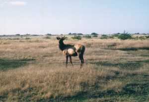 Elk