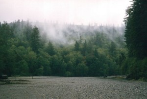 Misty trees