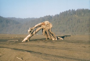 Big driftwood