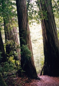 Redwoods