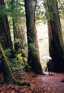 Les strolls through the Redwoods