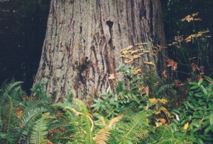 Redwoods and ferns