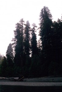 Redwoods