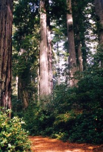 Redwoods