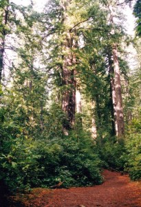 Redwoods (Lady Bird Johnson grove?)