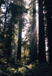 Light through the trees