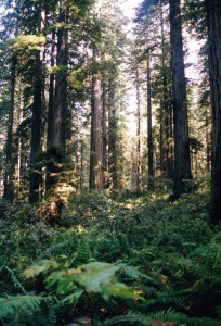 Redwoods