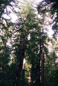 Redwoods