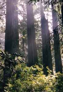 Redwoods