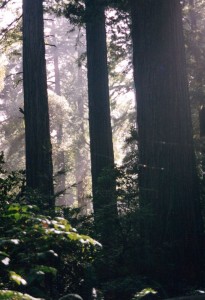 Light through the trees