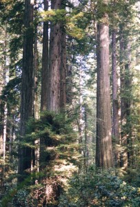 Redwoods