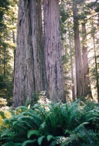 Redwoods